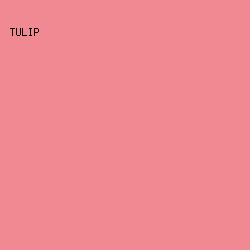 F18993 - Tulip color image preview