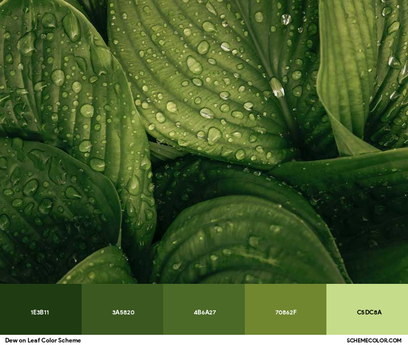 Color Palette image