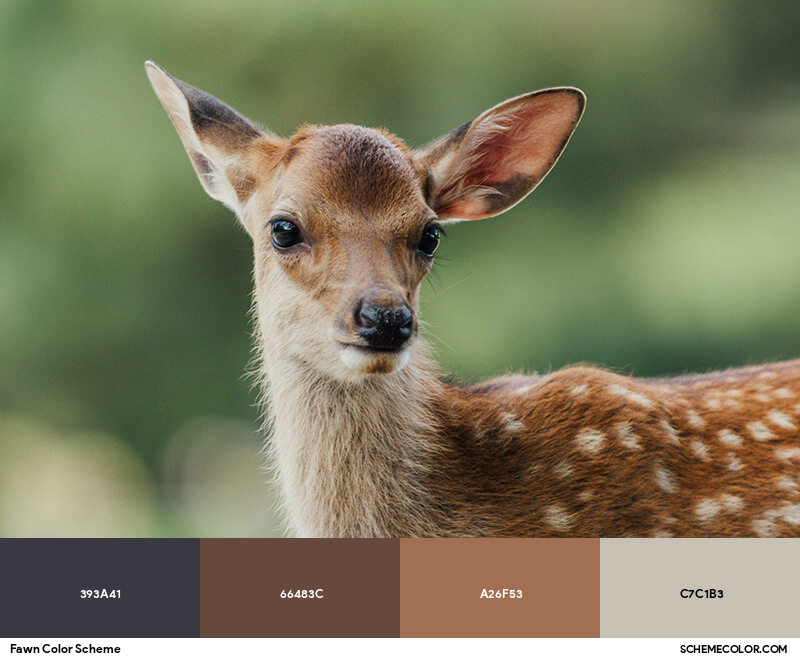 Fawn Color Scheme - Image Color Palettes - SchemeColor.com