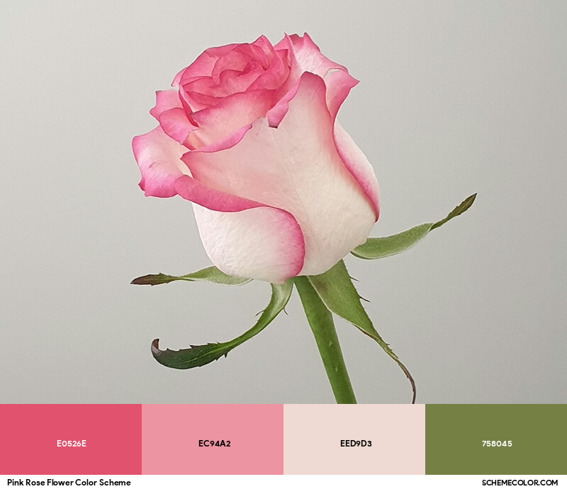 Pink Rose Flower Color Scheme - Image Color Palettes - SchemeColor.com