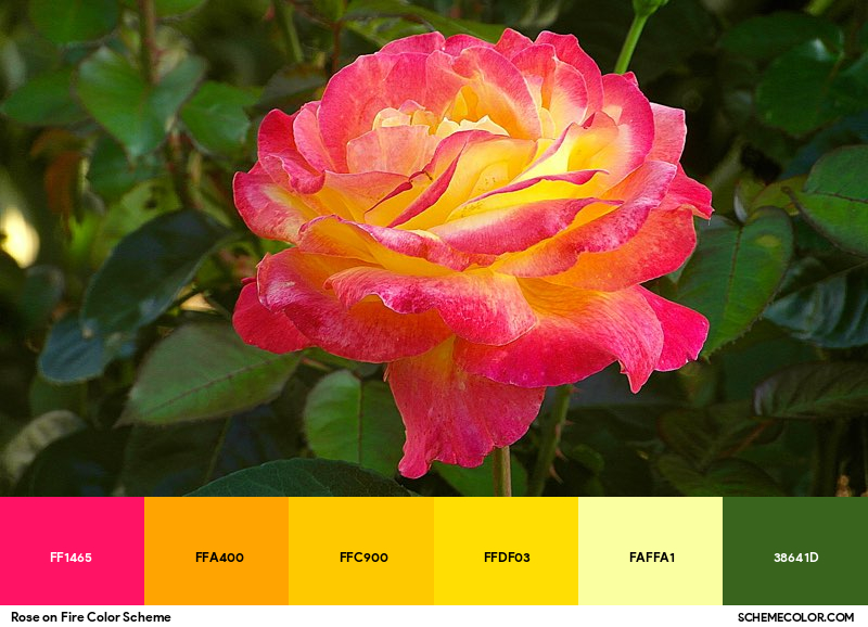 Rose on Fire Color Scheme - Image Color Palettes - SchemeColor.com