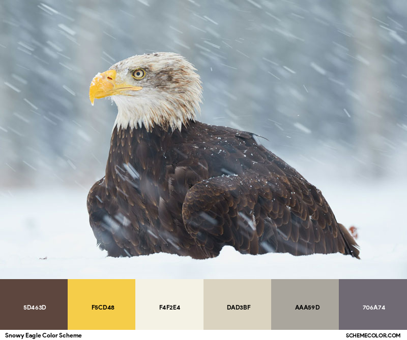 Snowy Eagle Color Scheme - Image Color Palettes - SchemeColor.com