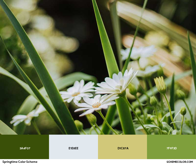 Color Palette image