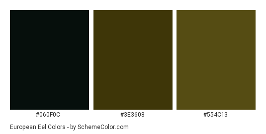 European Eel - Color scheme palette thumbnail - #060F0C #3E3608 #554C13 