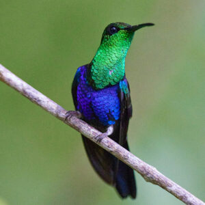 Beautiful Hummingbird - Image