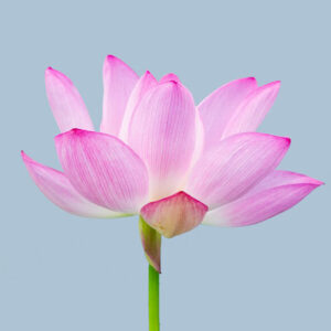 Nelumbo Nucifera Flower - Image
