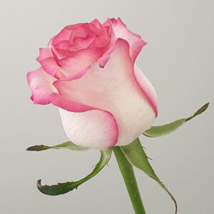 Pink Rose Flower - Image