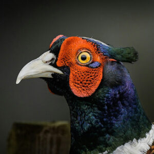 Wildlife Pheasant - Image