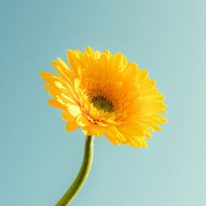 Yellow Transvaal Daisy - Image