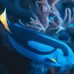 A Small Smiling Fish - Image