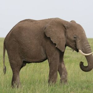 African elephant - Image