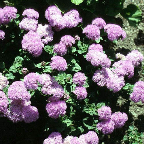 Ageratum Annual Flower colors