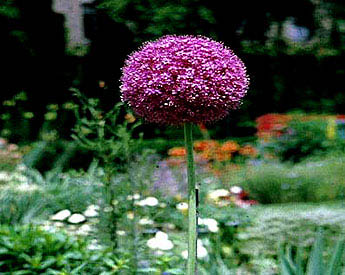 Allium, Giant flower colors
