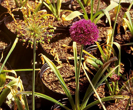 Allium Purple Flower