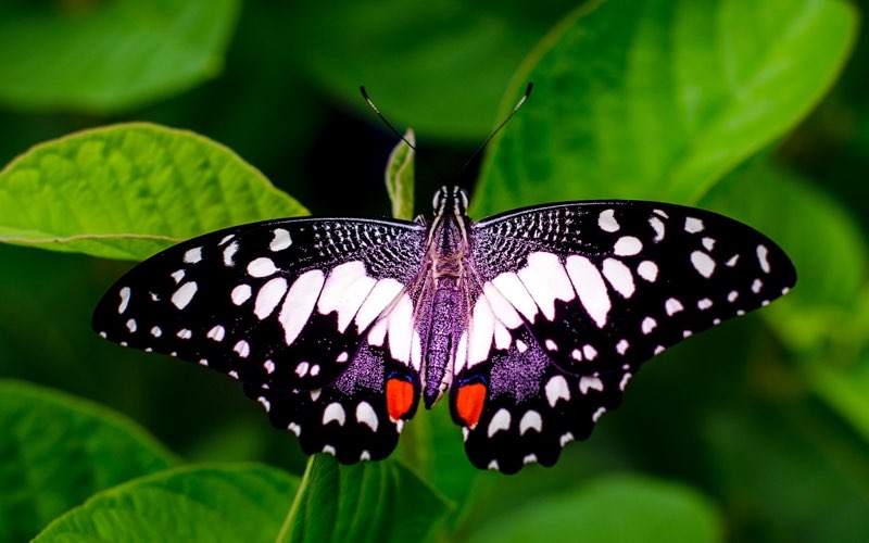 Amazing Butterfly