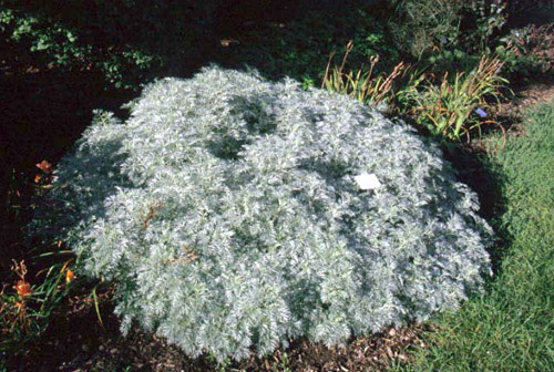 Artemisia flower colors