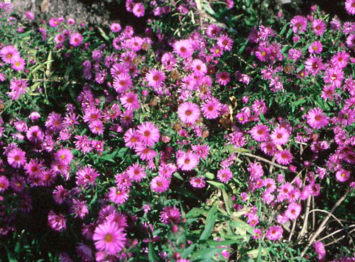 Aster, New England flower colors