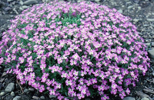 Aubrieta flower colors