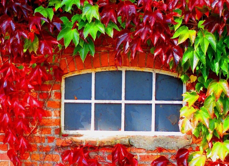 Autumn leaves surrounding a window