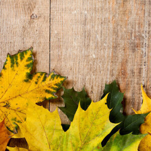 Autumn Maple leaf - Image