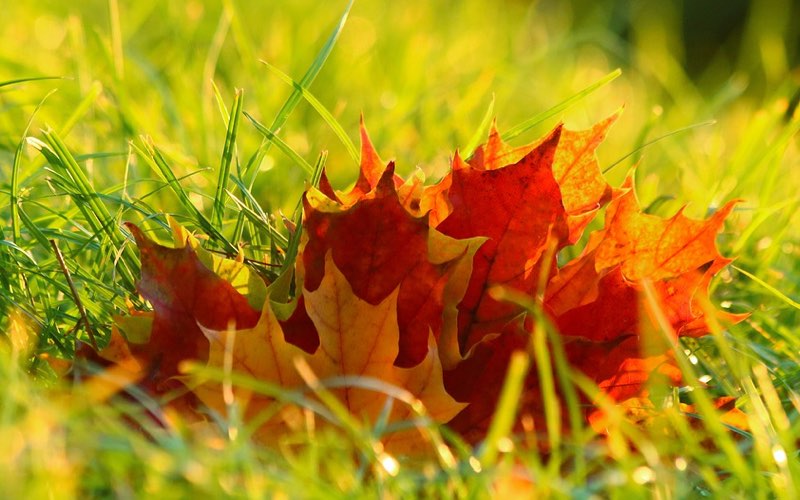 Tuft of autumn colored leaves on green grass