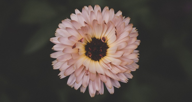 Beauty in the Dark Image