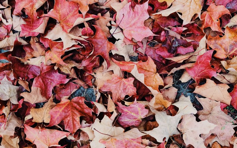 Autumn leaves lying on the ground and creating a blanket