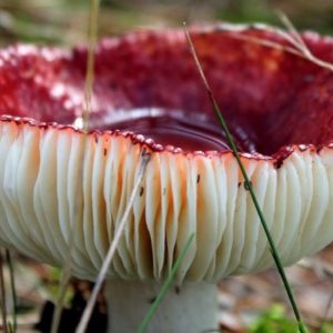 Bloody red mushroom