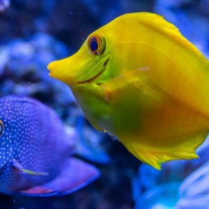 Blue and yellow fishes