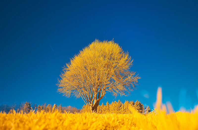 Bright Sky with Golden Tree