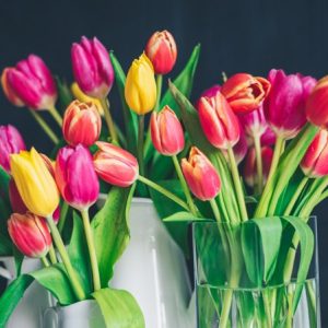 Brightly colored tulips of yellow, pink and magenta