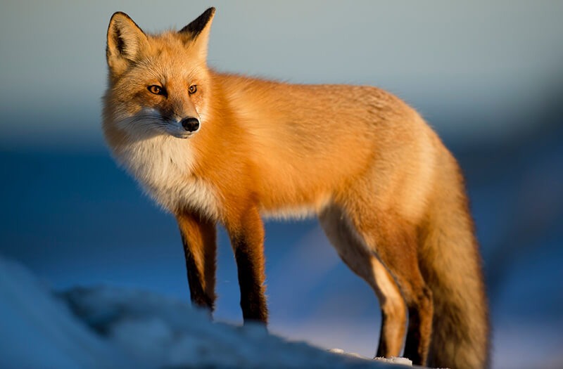 Brown wild fox