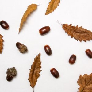 Brown Leaves and Acorns