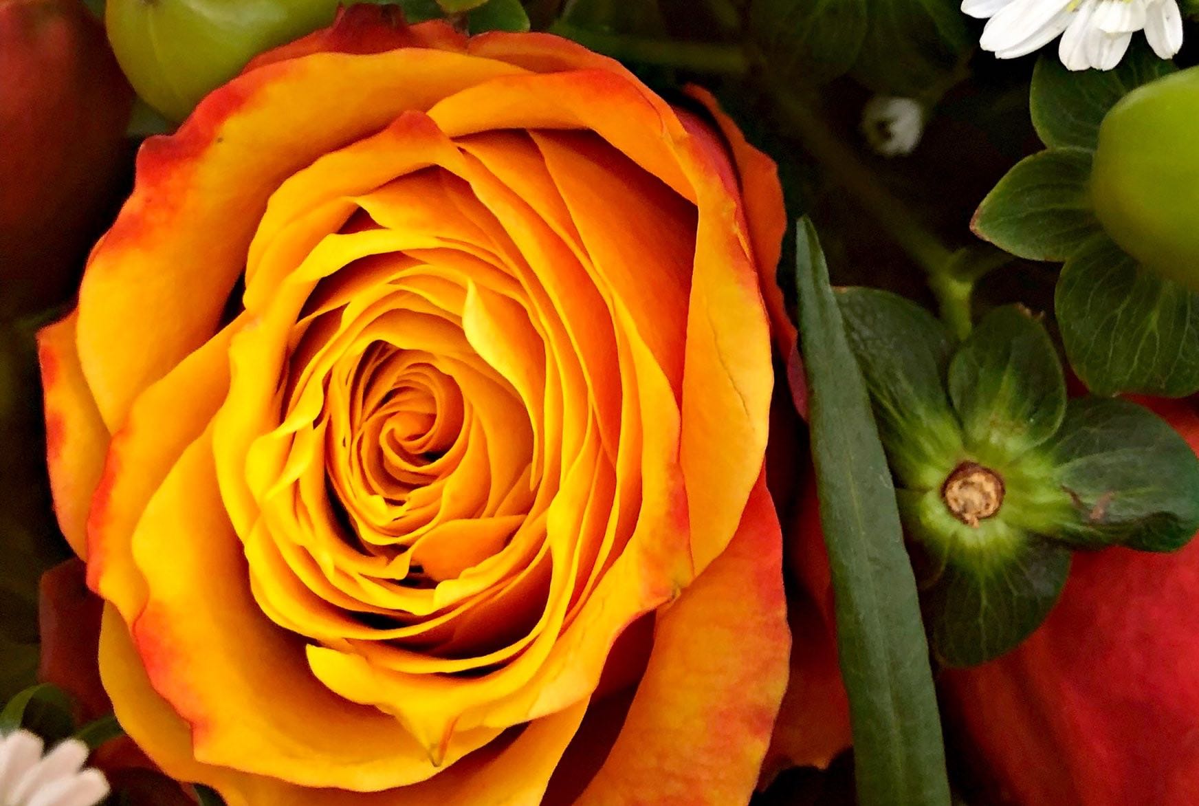 Rose with brilliant orange to yellow colors