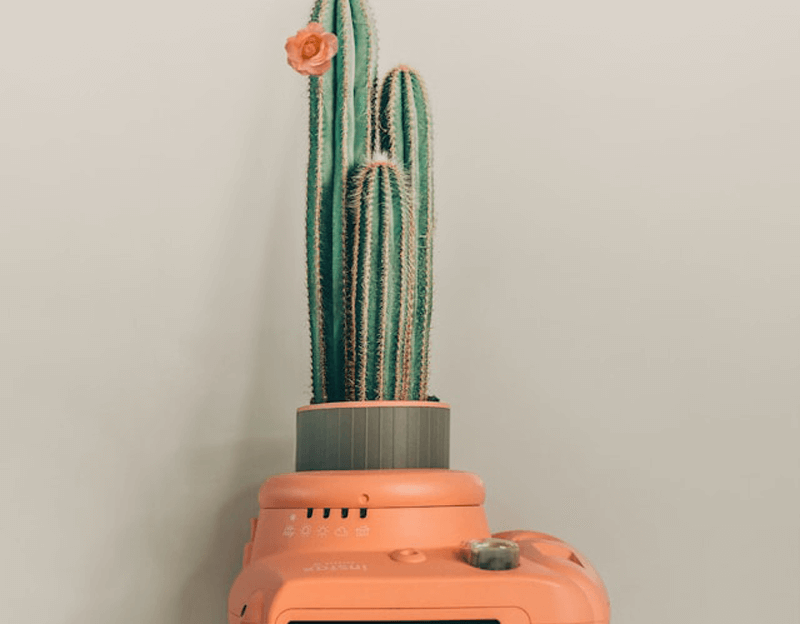 Cactus Flower Plant