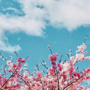 Cherry Blossoms against the Sky