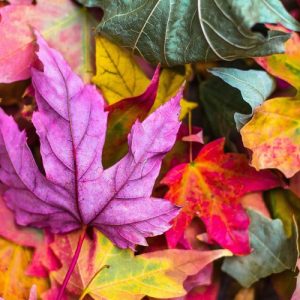 Autumn leaves of various colors