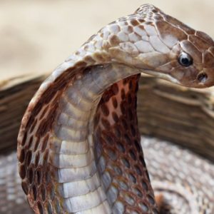 Cobra Snake
