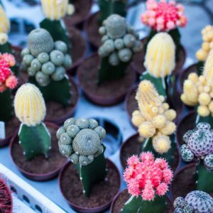 Colorful Cactus