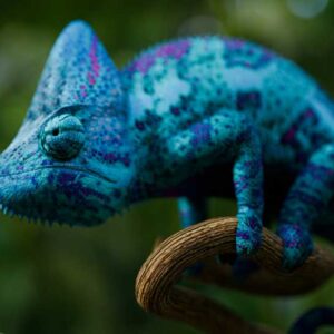 Colorful Chameleon - Image
