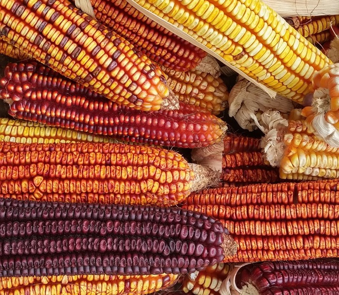 Colors of Corn