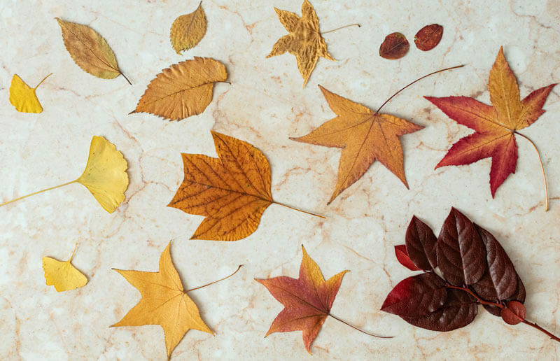 Colorful Autumn Leaves Image