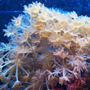 Coral life in an aquarium