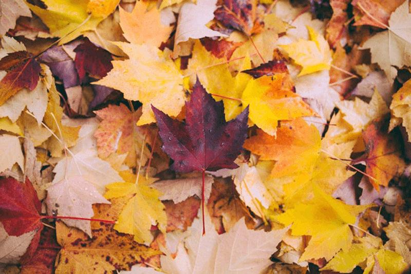 dark Autumn Leaf