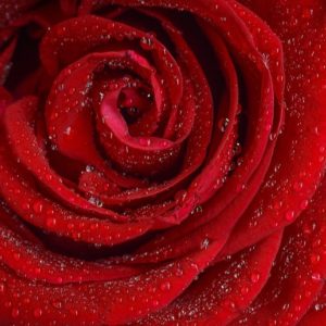 Deep Red Rose
