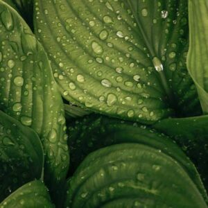 Dew on Leaf - Image