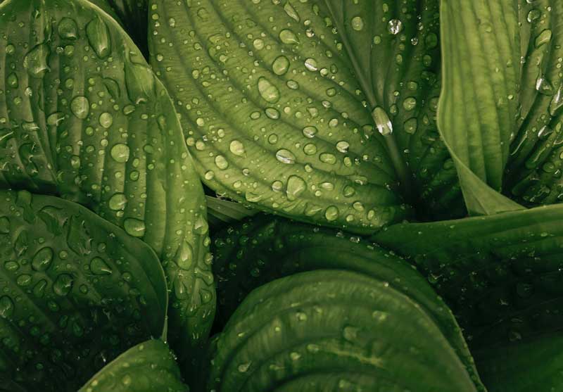 Dew on Leaf Image