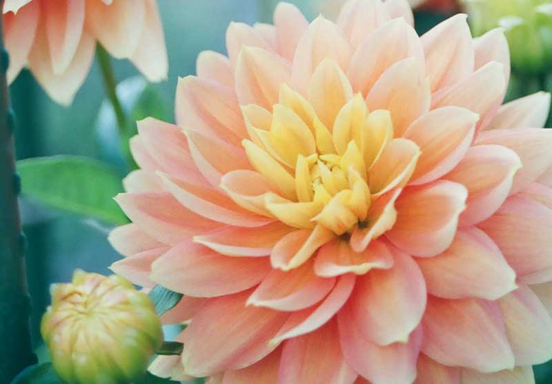 Dreamy Dahlia Petals Image