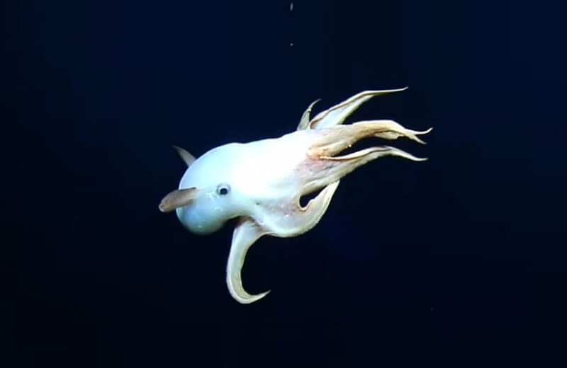 Ghost Dumbo Octopus in Deep Ocean