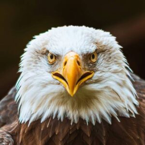 Eagle Head - Image
